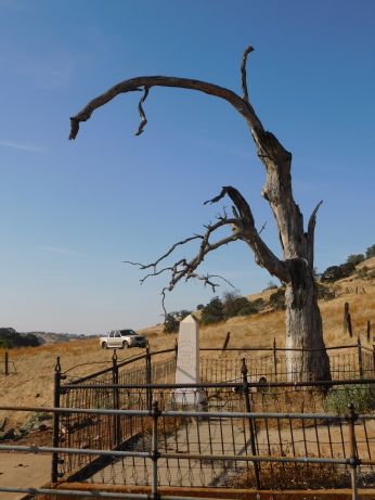 [Picture of Oddfellows Cemetery Guardian Tree]